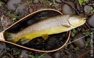 Trout photo by Ed Ostopczuk