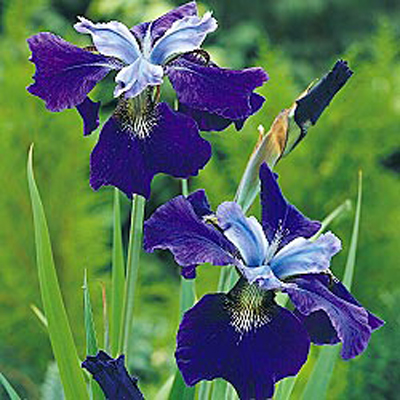 Blue King Iris